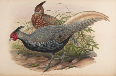 Euplocamus lineatus = Lophura leucomelanos oatesi tekijältä John Gould